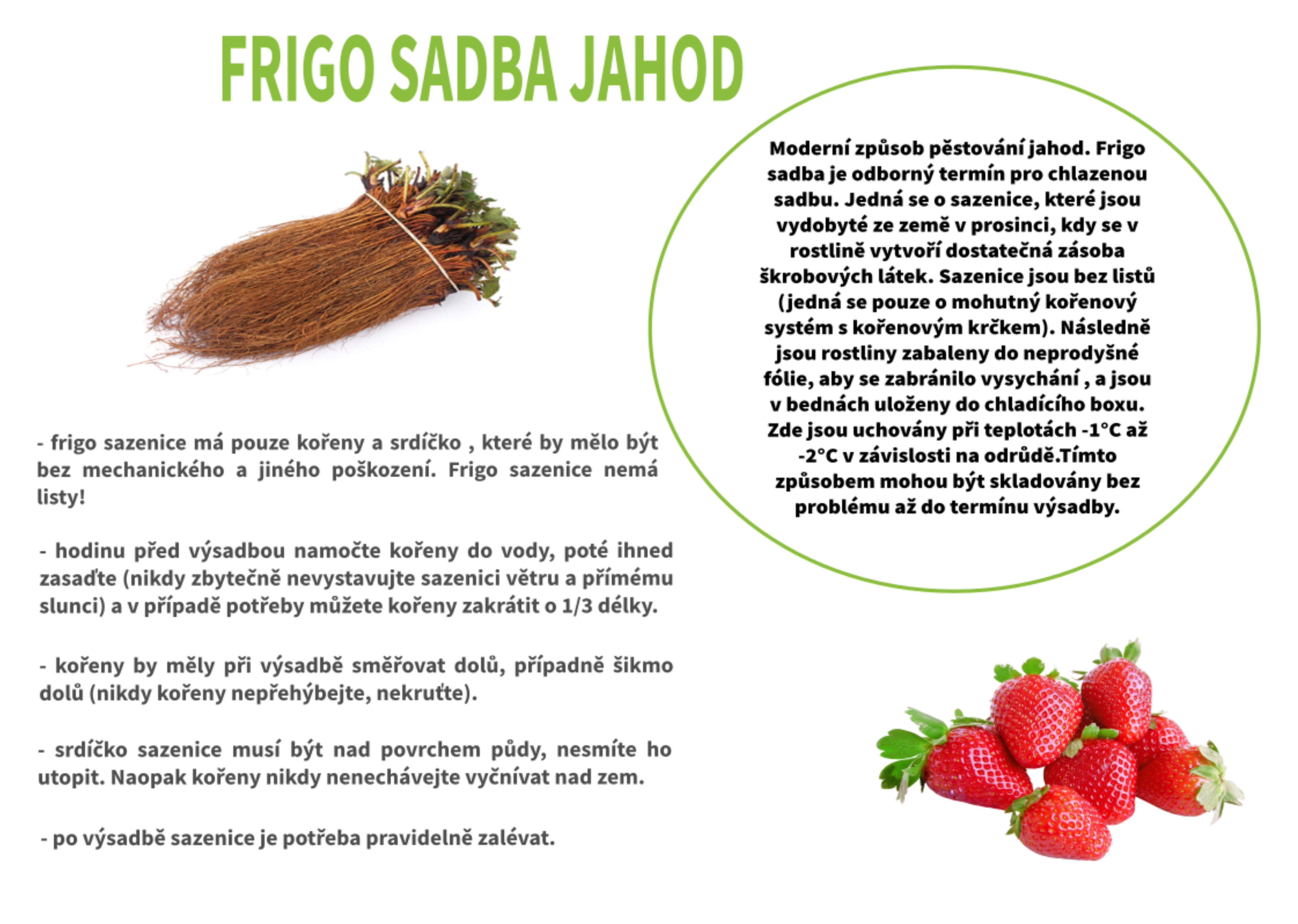 frigo sadba